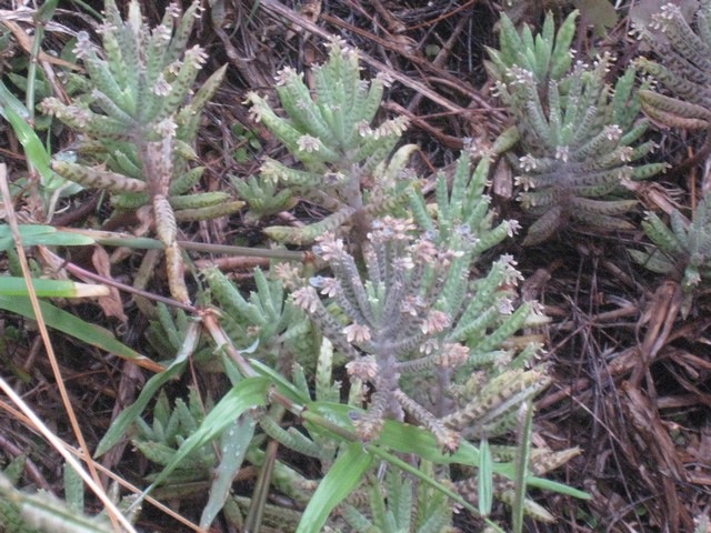 23 2 Kalancho tubifra IMG 0115