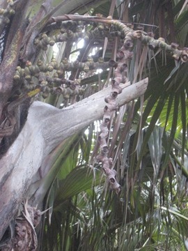 24 4 inflorescence femelle IMG 0120