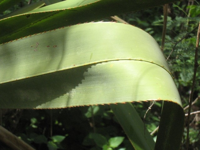 26 2 Pandanus utilis, feuille de  vacoa jeune IMG 0169