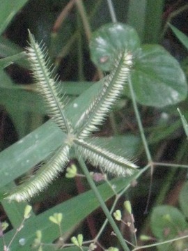 28 2 dactylotenium IMG 0132