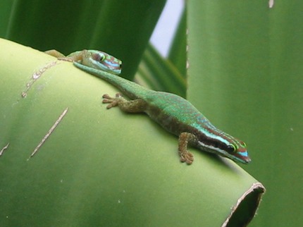 2 Phelsuma inexpectata