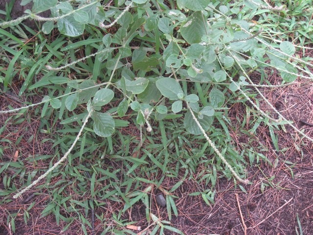 30 Achyranthes, herbe zain  IMG 0136