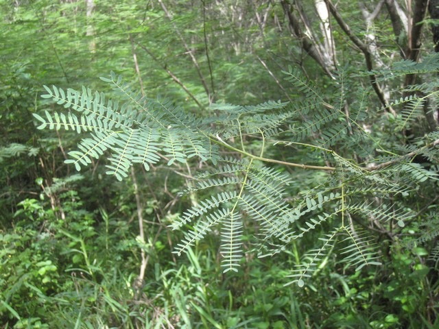 32  Leucaena leucocephala, cassi, herbe cabri  IMG 0140