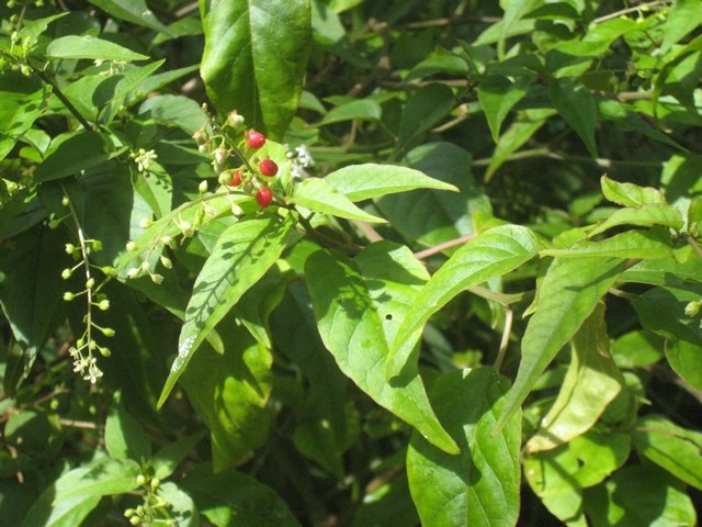 33 3 Rivina humilis, groseille IMG 0147