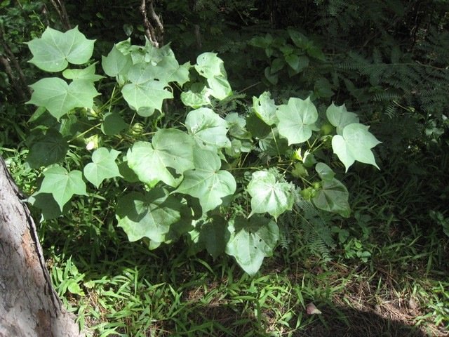 34 1 Gossypium, coton  IMG 0149