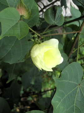 34 3 Gossypium, coton , fleur IMG 0157