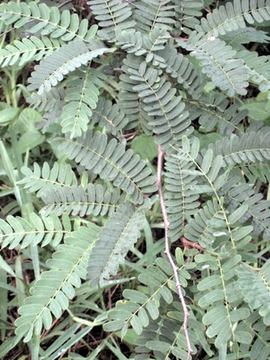 36 2 tamarindus indica  du synd icat feuille penne IMG 0159