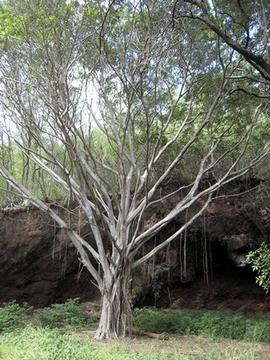 48 2 Ficus benjamina, ficus pleureur IMG 0197