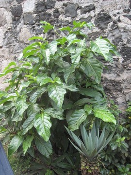 50 1 Morinda citrifolia, malaye, Nomi IMG 0193