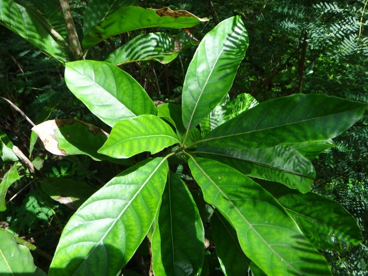 Avocat%2520Marron-Litsea%2520glutinosa%2520%25282%2529