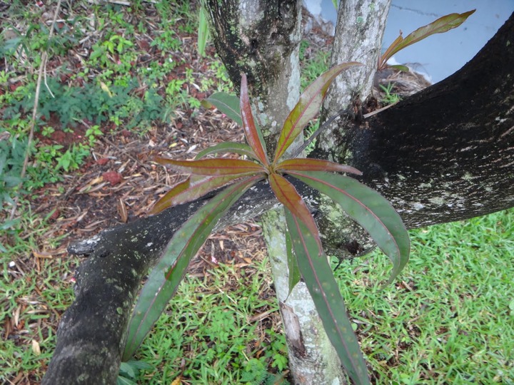 Benjoin-Terminalia%2520bentzo%25C3%25AB