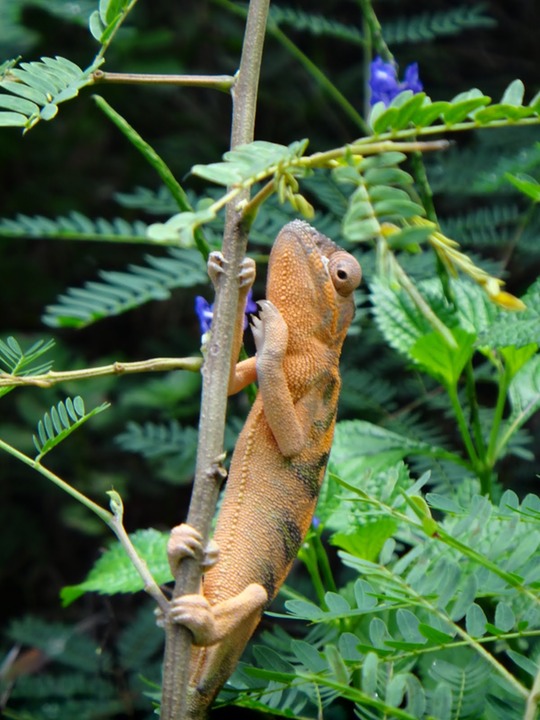 Cameleon%2520femelle%2520%25286%2529