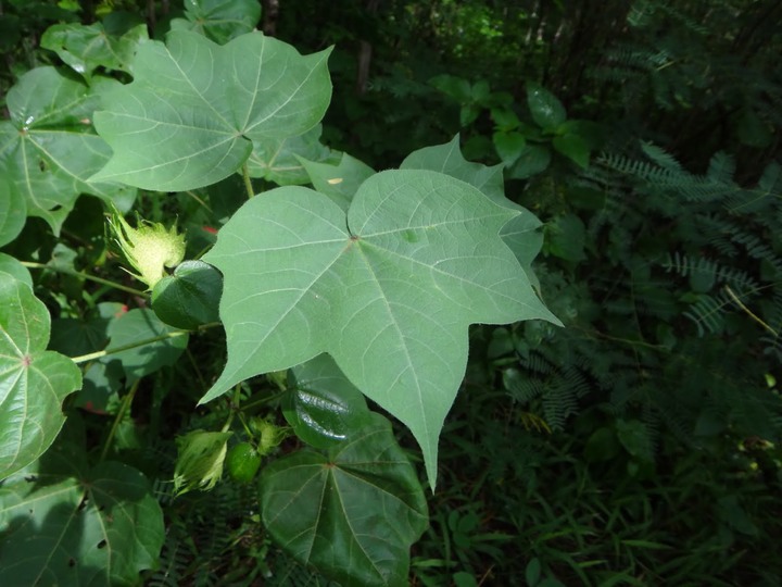 Coton-Gossypium%2520sp%2520%25282%2529