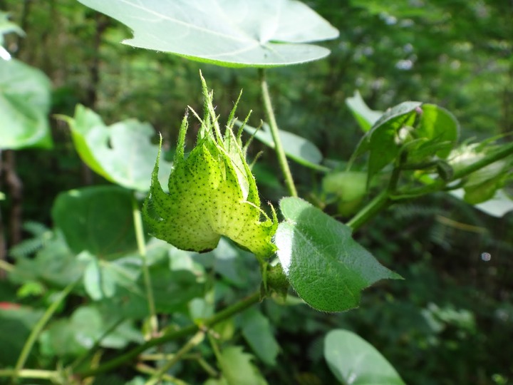 Coton-Gossypium%2520sp%2520%25281%2529