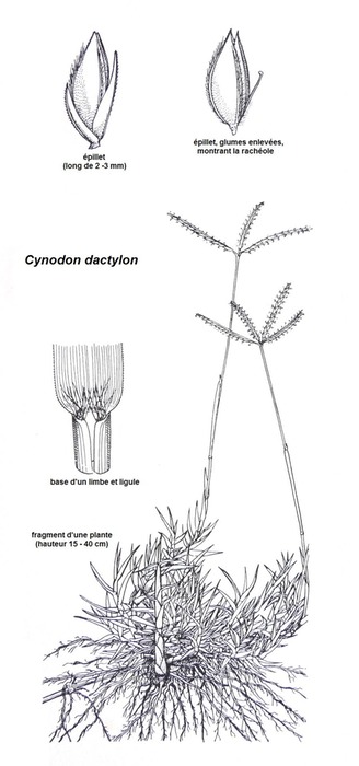 Cynodon dactylon