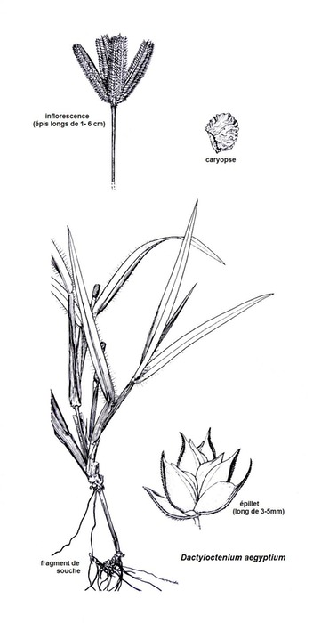 Dactyloctenium aegyptium