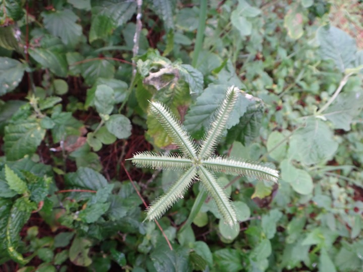 Dactylotenium%2520%25281%2529