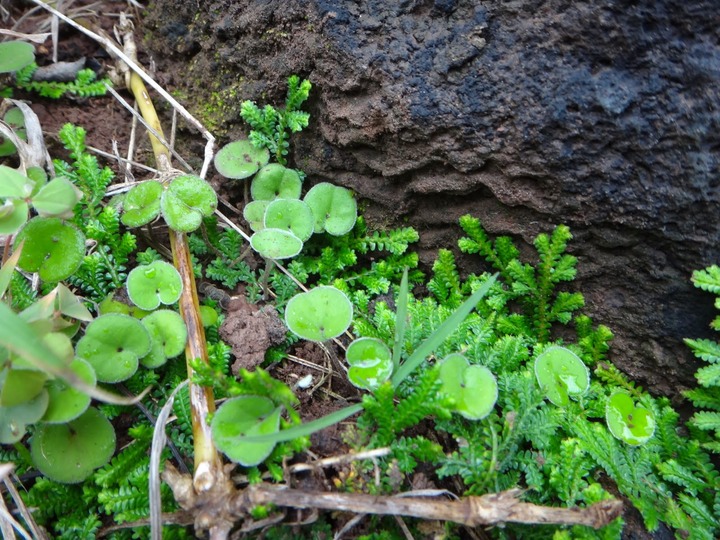 Dichondra%2520repens%2520et%2520Selaginelle-Selaginella%2520salaziana