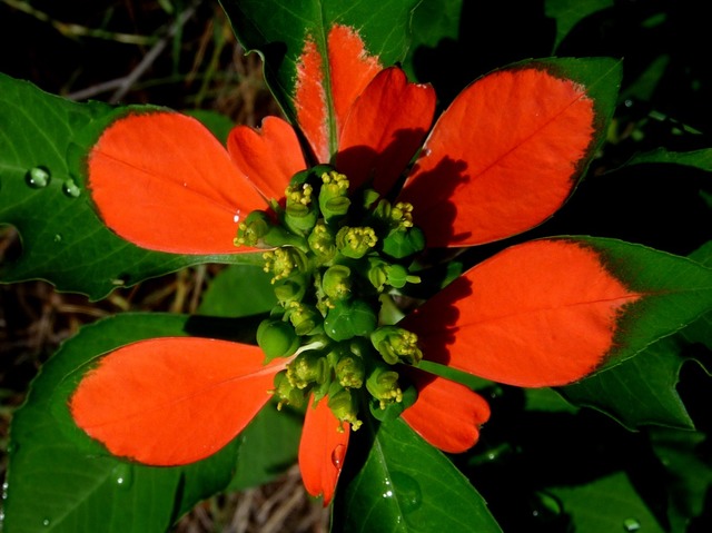 Euphorbia cyathophora