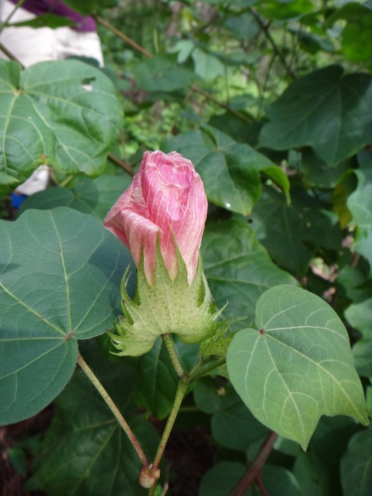 Fleurs%2520de%2520coton-Gossypium%2520sp%2520%25283%2529