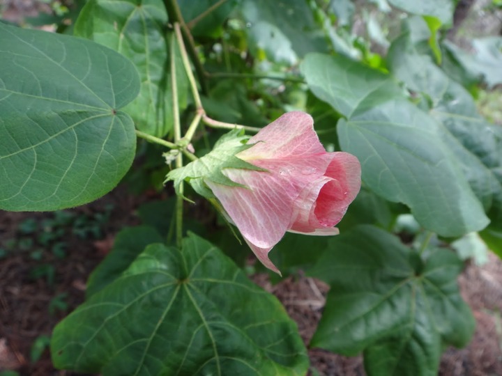 Fleurs%2520de%2520coton-Gossypium%2520sp%2520%25284%2529