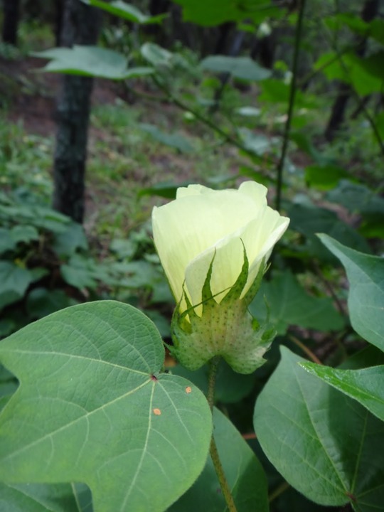 Fleurs%2520de%2520coton-Gossypium%2520sp%2520%25281%2529