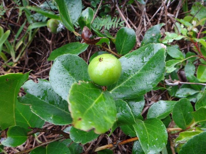 Fruit%2520du%2520prunier%2520malgache-Flacourtia%2520indica