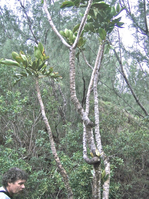 Bois dponge IMG_4941