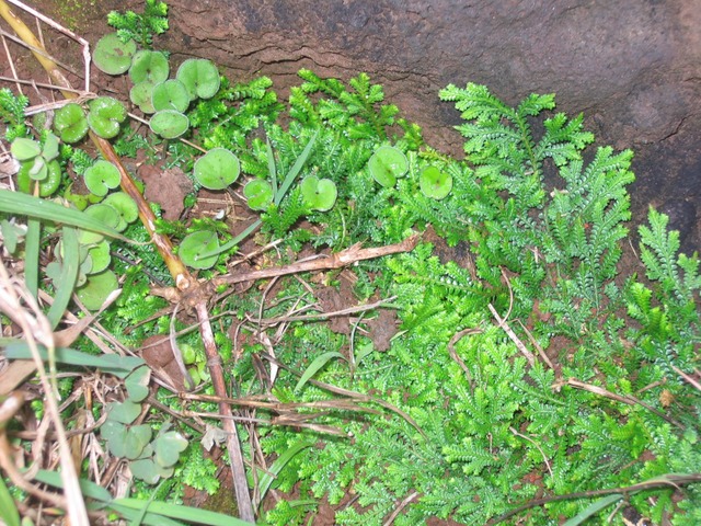 ??? Dichondra repens  et Celaginelle IMG_4960