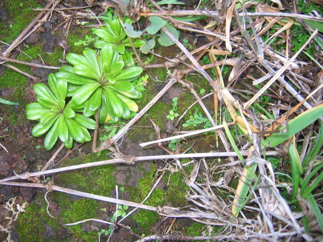 Lysimaque IMG_4961