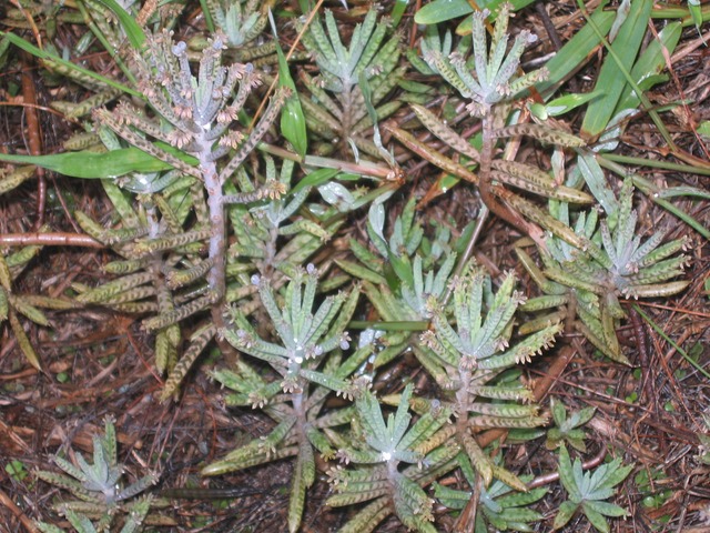 Kalencho IMG_4965