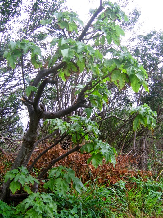 Bois d'ortie IMG_4966