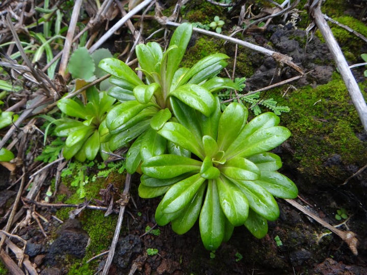 Lysimachia%2520mauritiana