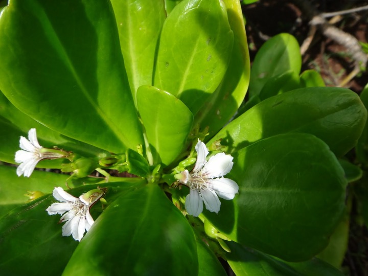 Manioc%2520bord%2520de%2520mer-Scaevola%2520taccada%2520%25282%2529