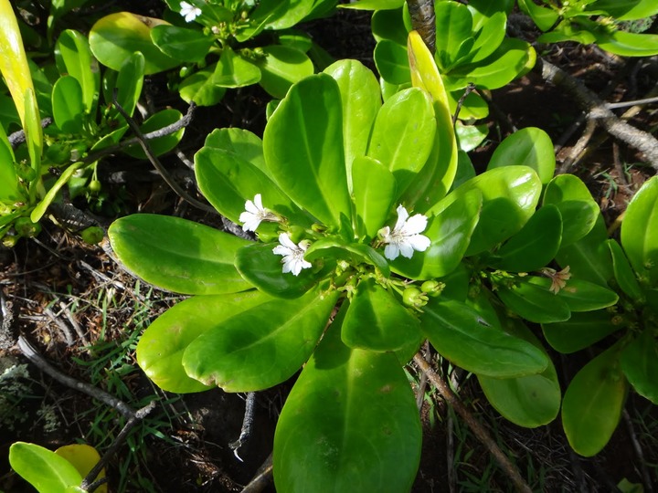 Manioc%2520bord%2520de%2520mer-Scaevola%2520taccada%2520%25281%2529