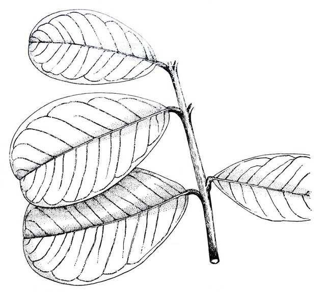 Noronhia emarginata
