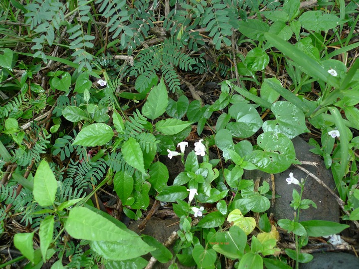 P1000575