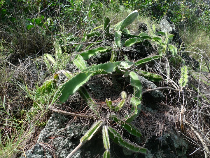 P1000587