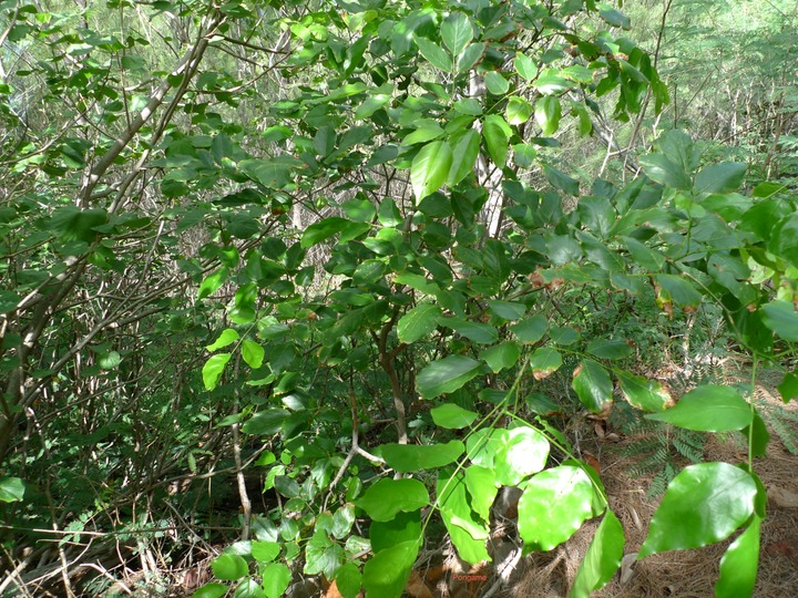 P1000588