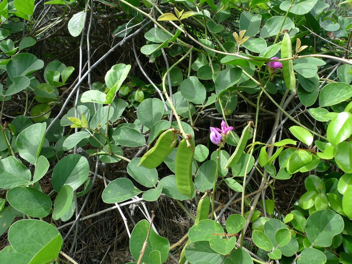 P1000591