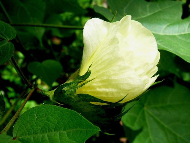 P1420116 Gossypium sp.