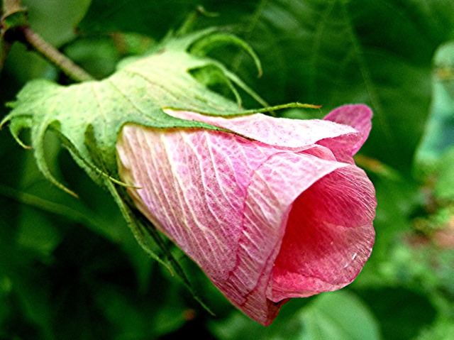 P1420118 Gossypium sp.