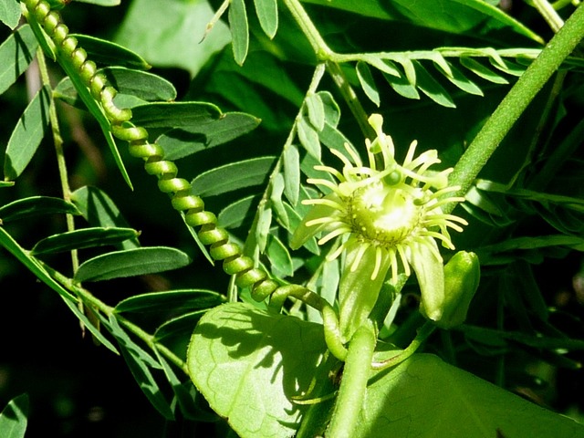 P1420123 Passiflora suberosa