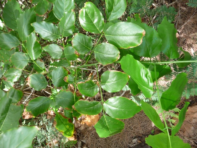 P1420141 Pongamia pinnata