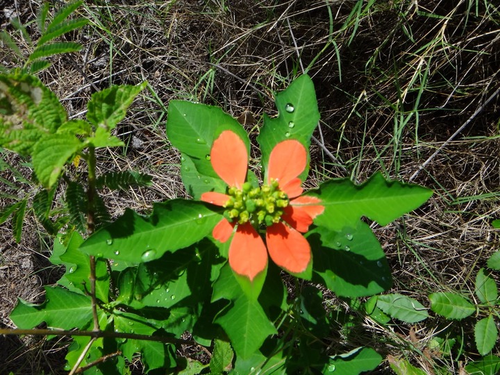Poinsetia%2520%25281%2529