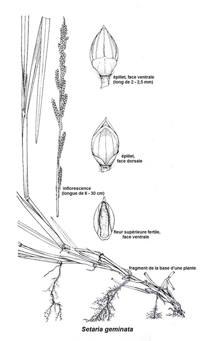 Setaria geminata