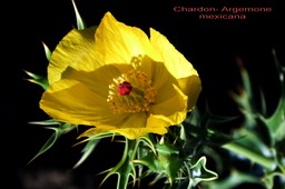 Argemone mexicana