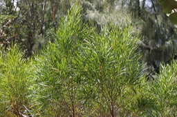 Bois d'arnette - Dodonea viscosa - Sapindacée - I