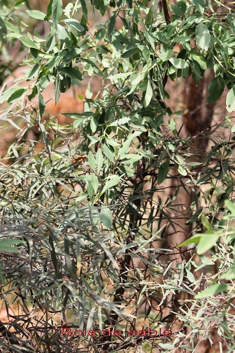Bois de sable- Hétérophyllie