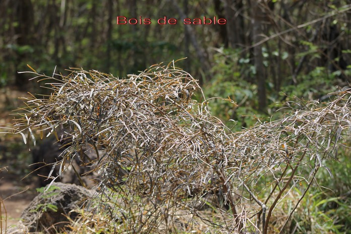 Bois de sable- Indigofera ammoxylon- Fabacée -B